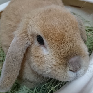 ももちゃんの里親募集中♪