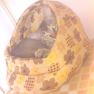 アビシニアン mix の女の子　「アン」