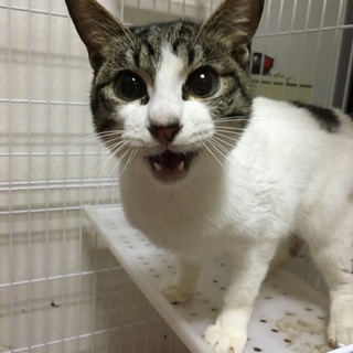 里親募集中です！
