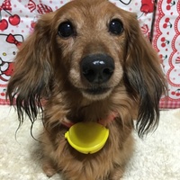 ＣＨＯＣＯ