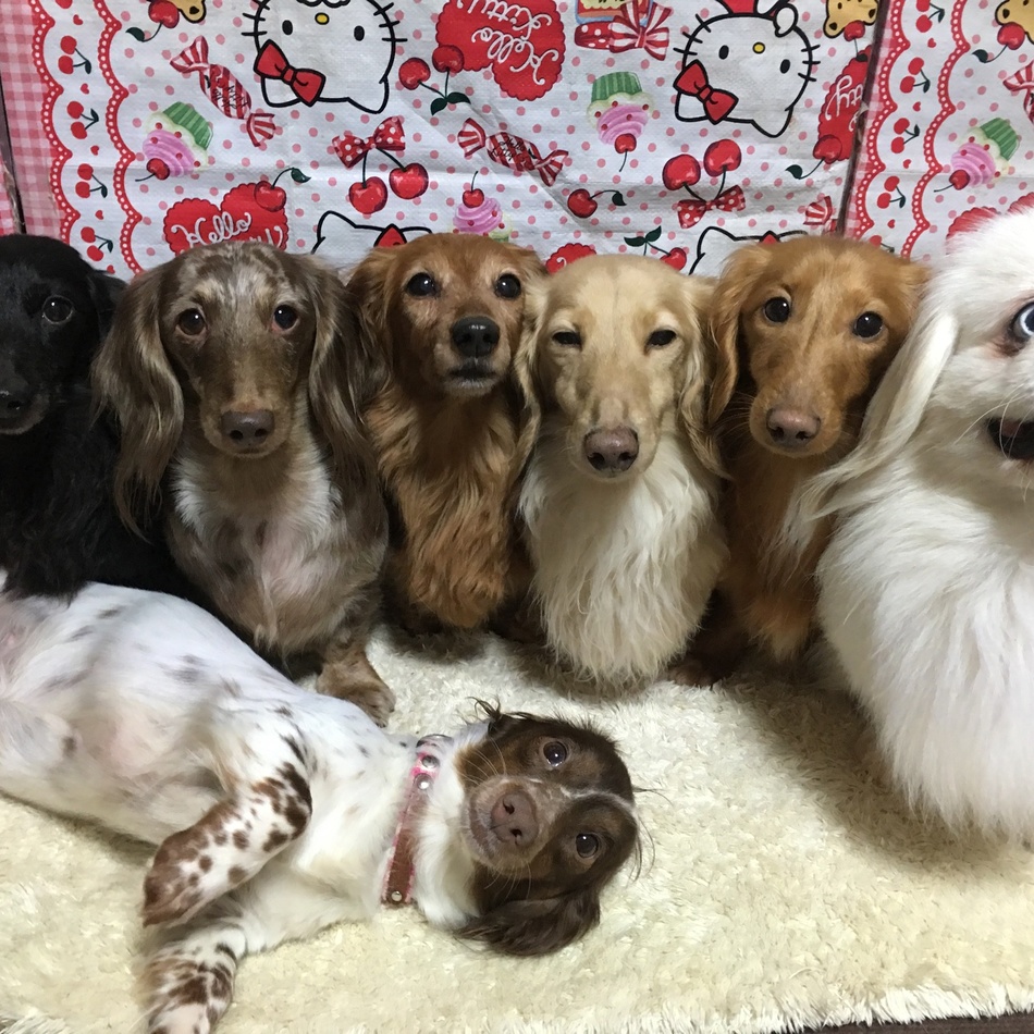 ＣＨＯＣＯのカバー写真