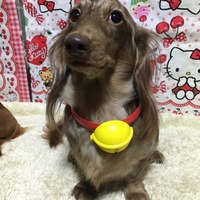 ＶＩＯＬＡ