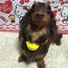ちょこたん♪