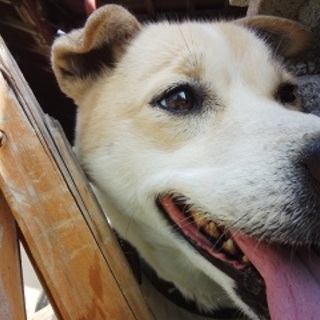 ★モモちゃんに、人間の温かさを教えて下さい！