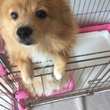 人懐こいポメラニアン８ヶ月♂