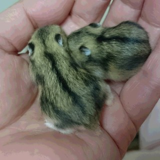 有難う御座いました。ジャンガリアン