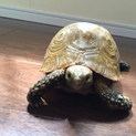 エロンガータリクガメ女の子の里親さん募集します