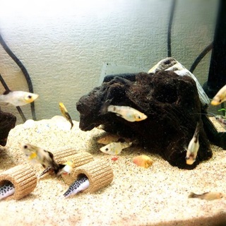 熱帯魚　モーリー　里親募集♪