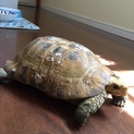 エロンガータリクガメ男の子の里親さん募集します