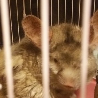 決定致しました。有難うございました！