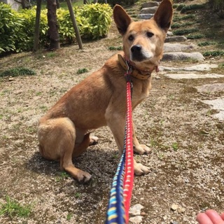 穏やかで優しい子です。