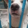 里親決定。首輪の跡があった白くん サムネイル3