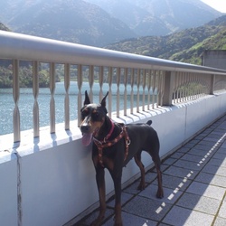 最近のコロ牡丹ちゃん