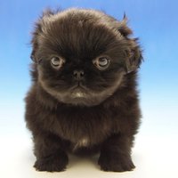 参弐　(サンジ)