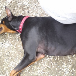 見た目は怖いけど、ものすごい甘えん坊