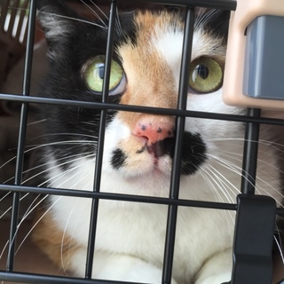 穏やかなスリスリみっちゃん