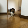 穏やかなスリスリみっちゃん サムネイル7