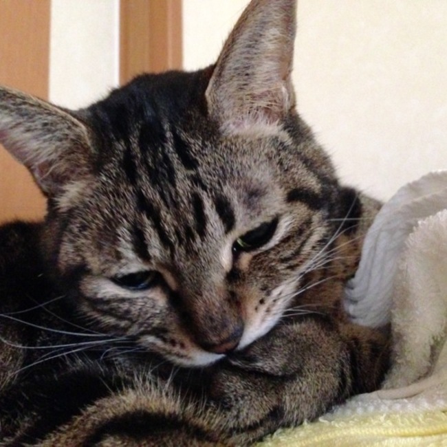 にゃにぃのカバー写真