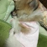 たまごかけごはん。