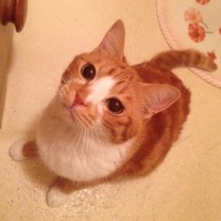 にゃにぃ