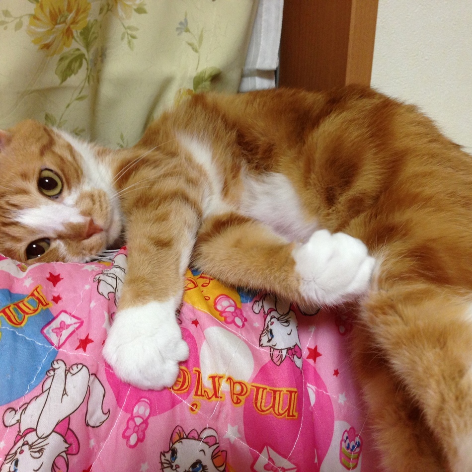 にゃにぃのカバー写真