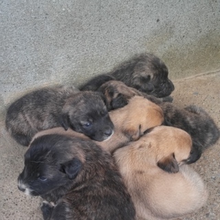 飼っていた犬が妊娠してしまいました。