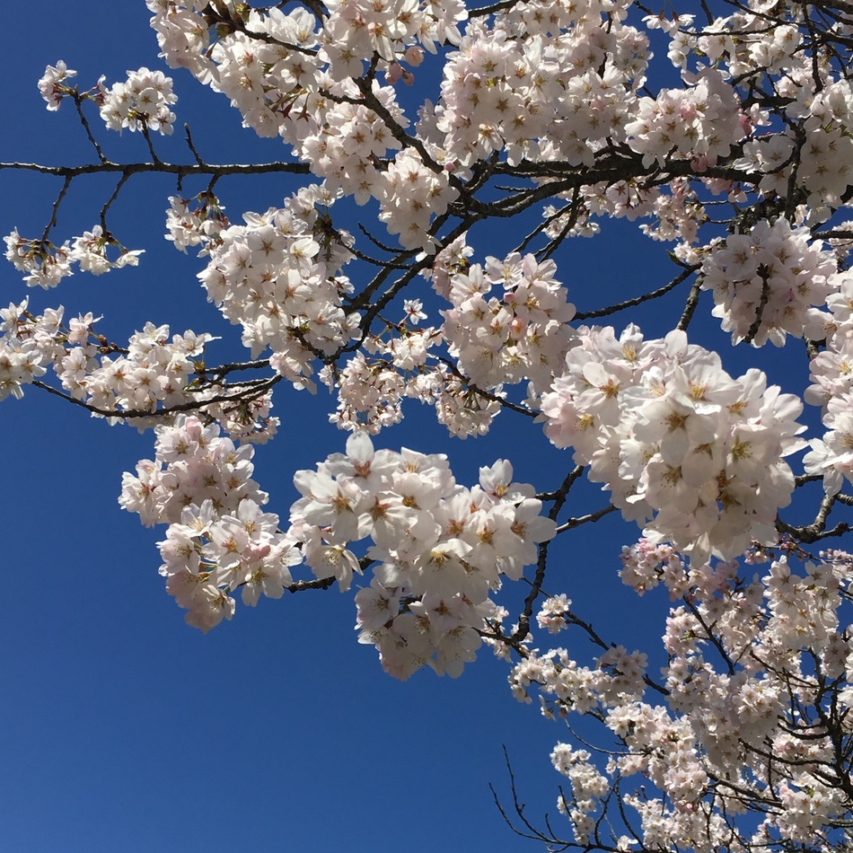 クロコのカバー写真