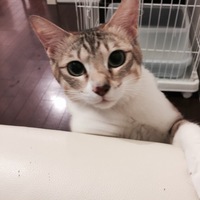キャメル君