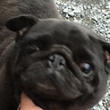 パグの里親募集