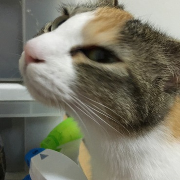 の写真