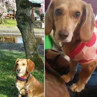 【静岡県東部】ダックスミックスの女の子　里親募集中