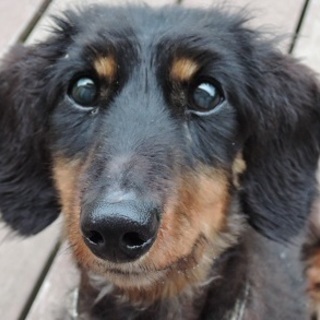 寿太郎君　生半可では飼いきれません、一頭飼育限定