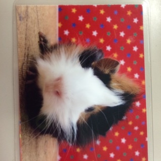 ももちゃんです！