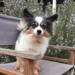 お散歩大好き「ブラン君」