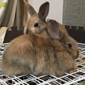 家族の一員として