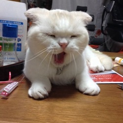 あくびを比べてみる