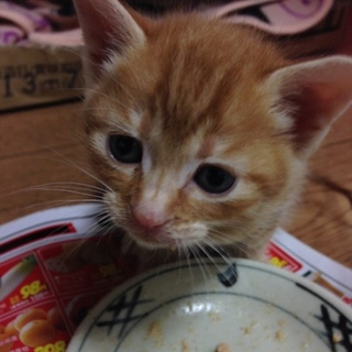 マイペースな茶トラ君