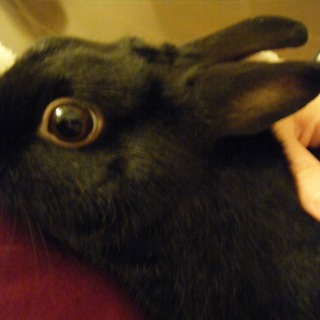 ネザーランドドワーフ　オス　ウサギ里親募集　