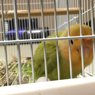 コザクラインコ里親募集ゲージ付