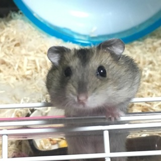 一時募集中止。応募者多数の為