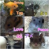 RiっChan