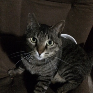 とても人懐こく穏やかな性格、しっぽの短い男の子