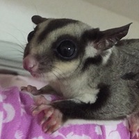 こもも