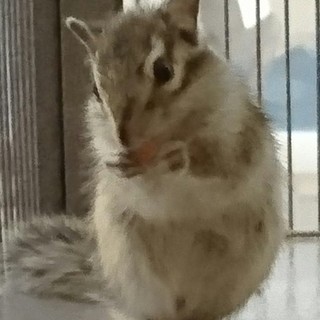 【ご応募多数のため一旦募集停止】シマリスベビー