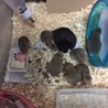イバショー