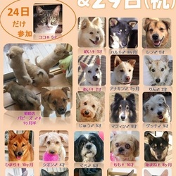 ティアハイムオープンシェルター里親会 サムネイル1