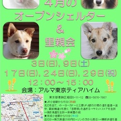 ティアハイムオープンシェルター里親会 サムネイル2