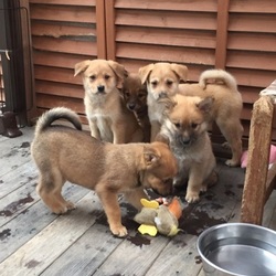 ティアハイムオープンシェルター里親会 サムネイル3