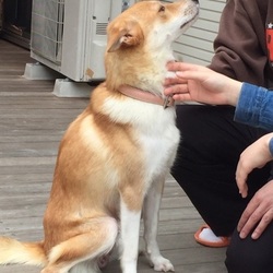 ティアハイムオープンセミナー　「犬達の今、そして家族に迎える時。」 