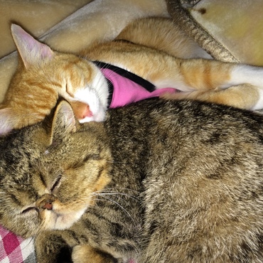 二匹仲良くお寝んね♡